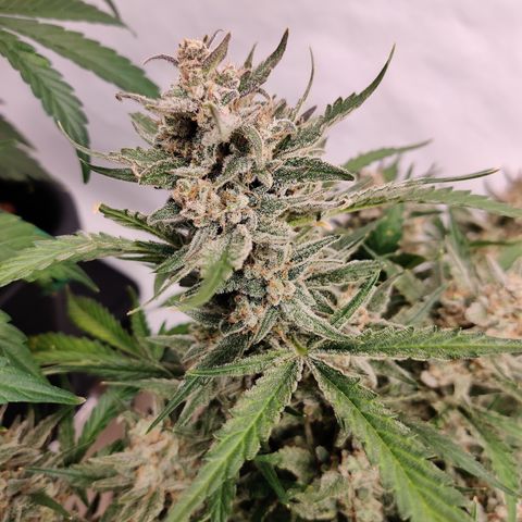 Meph Double Grape growlog timeline photo