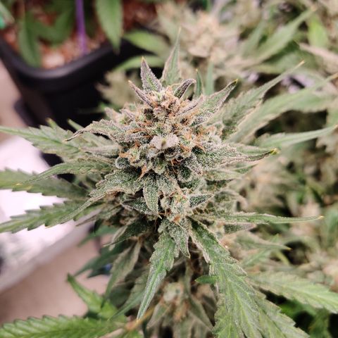 Meph Double Grape growlog timeline photo