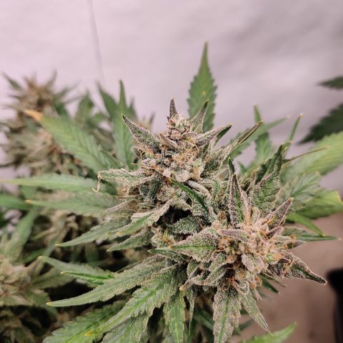 Meph Double Grape growlog timeline photo