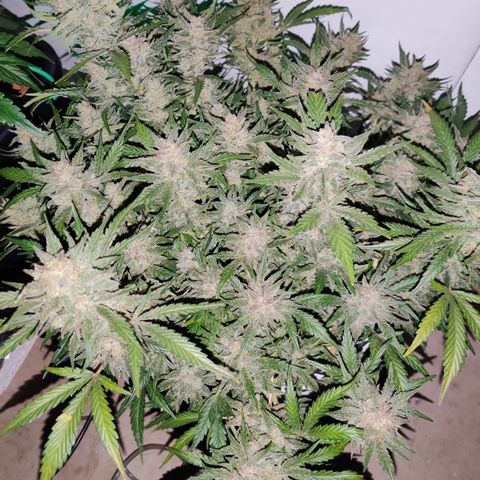 Meph Double Grape growlog timeline photo
