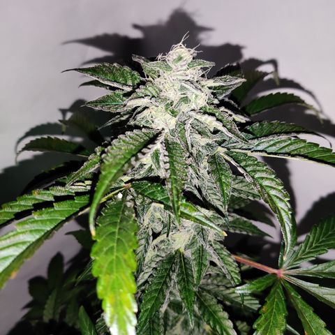 Roc Grape Dosi Breath growlog timeline photo