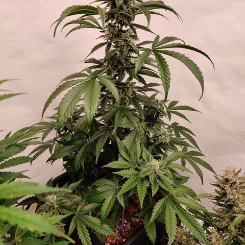 Roc Grape Dosi Breath growlog timeline photo