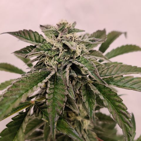 Roc Grape Dosi Breath growlog timeline photo