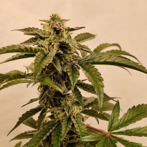 Roc Grape Dosi Breath growlog timeline photo