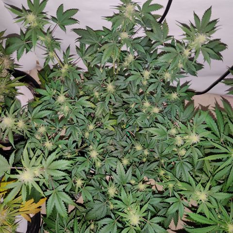 Meph CDxCDLC growlog timeline photo