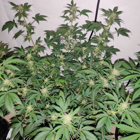 Meph CDxCDLC growlog timeline photo