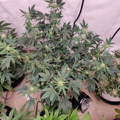 Meph CDxCDLC growlog timeline photo