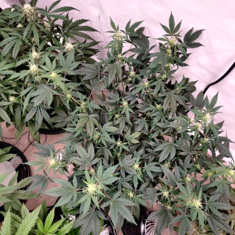 Meph CDxCDLC growlog timeline photo