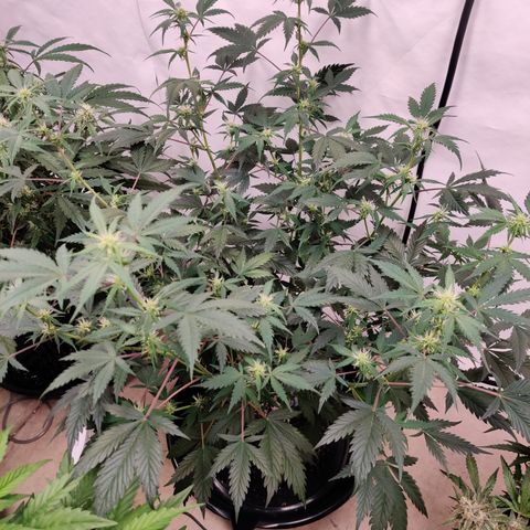 Meph CDxCDLC growlog timeline photo