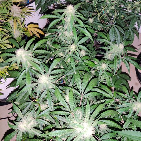 Meph DGxSS growlog timeline photo