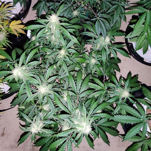 Meph DGxSS growlog timeline photo