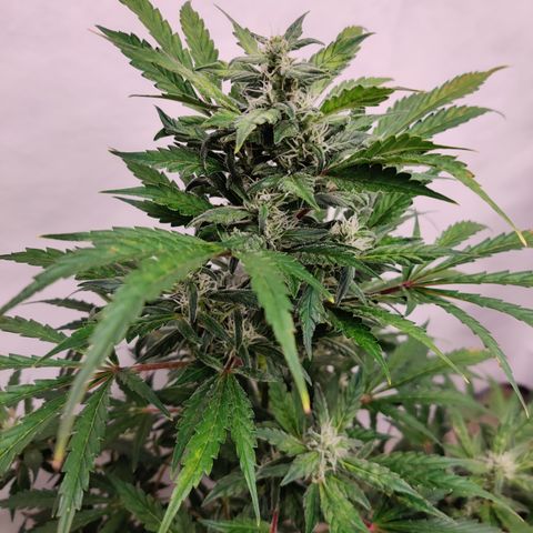 Meph HubbaBubby growlog timeline photo