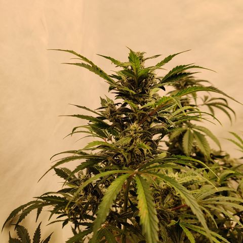 Meph HubbaBubby growlog timeline photo
