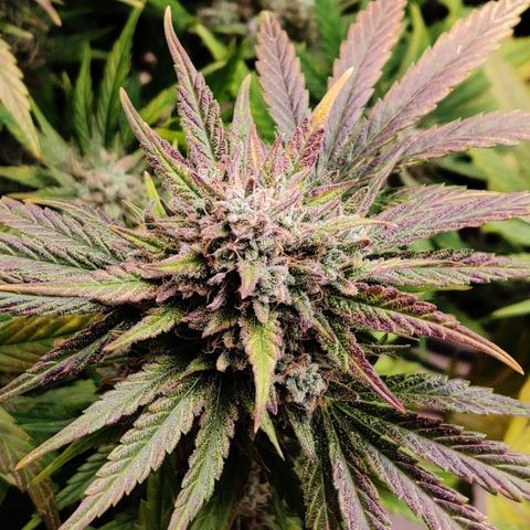 Barney's Purple Punch growlog timeline photo