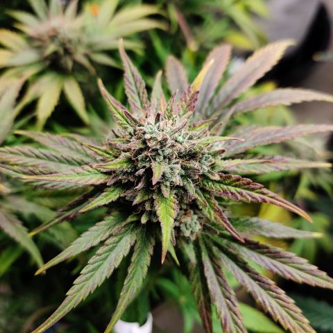 Barney's Purple Punch growlog timeline photo