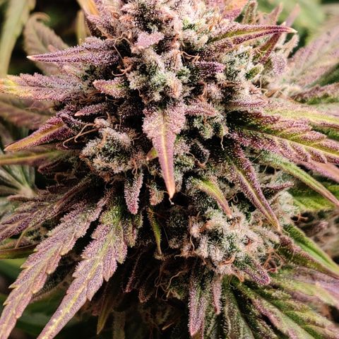 Barney's Purple Punch growlog timeline photo