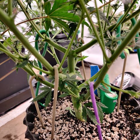 Meph CDxCDLC growlog timeline photo