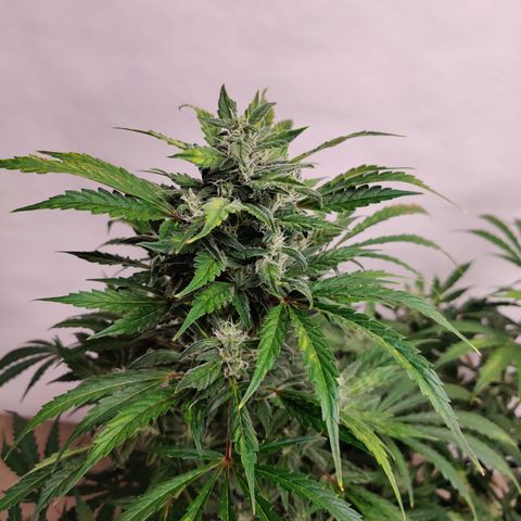 Meph HubbaBubby growlog timeline photo