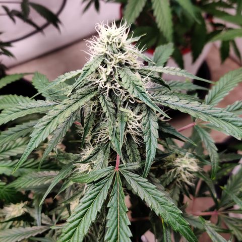 Meph DGxSS growlog timeline photo