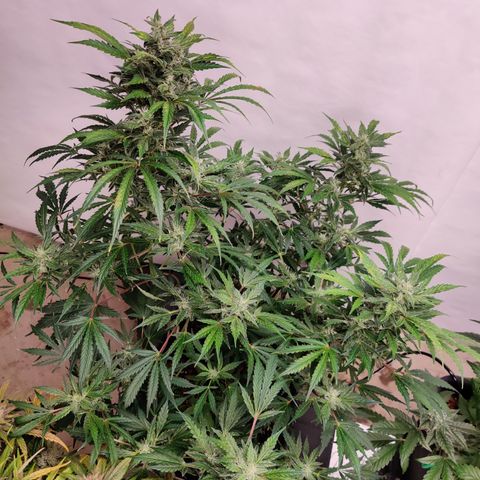 Meph HubbaBubby growlog timeline photo