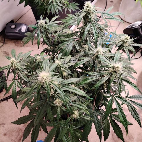 Meph DGxSS growlog timeline photo