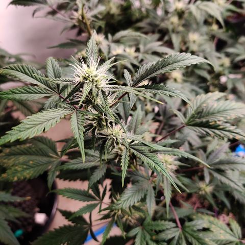 Meph CDxCDLC growlog timeline photo