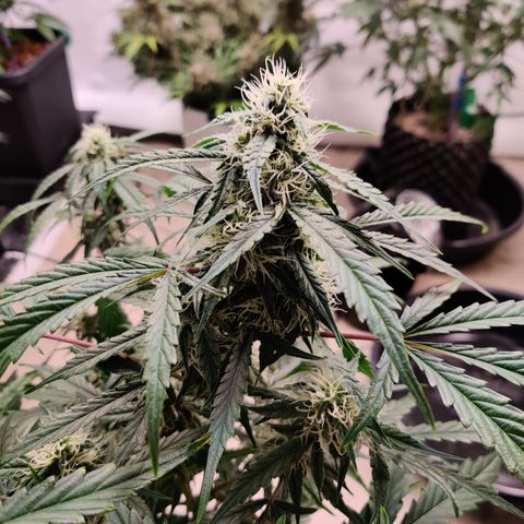 Meph DGxSS growlog timeline photo
