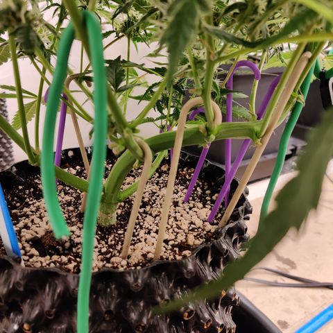 Meph DGxSS growlog timeline photo