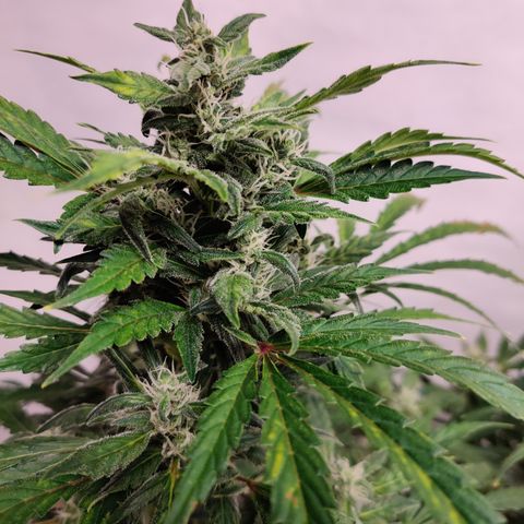 Meph HubbaBubby growlog timeline photo