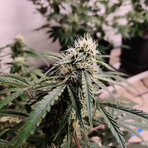 Meph DGxSS growlog timeline photo