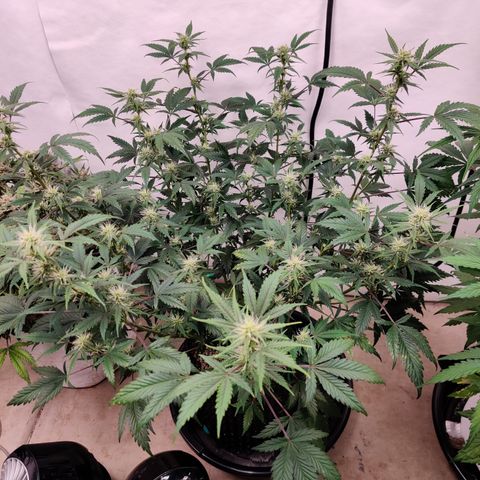 Meph CDxCDLC growlog timeline photo