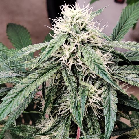 Meph DGxSS growlog timeline photo