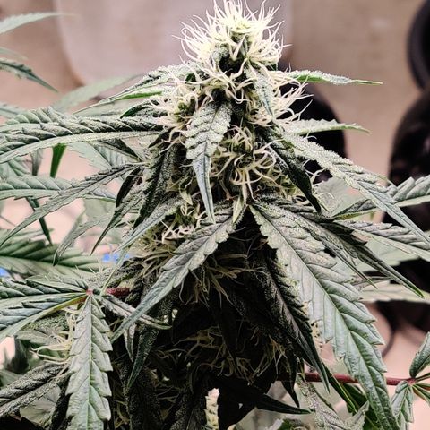 Meph DGxSS growlog timeline photo