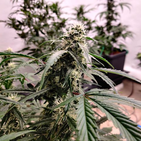 Meph DGxSS growlog timeline photo