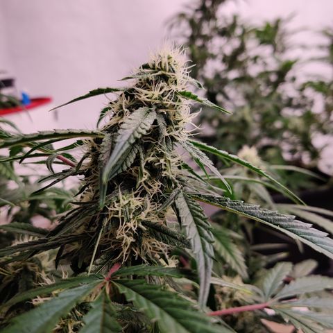Meph DGxSS growlog timeline photo