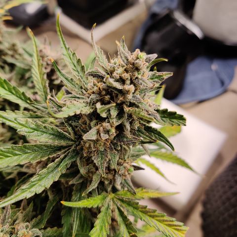 Meph Double Grape growlog timeline photo