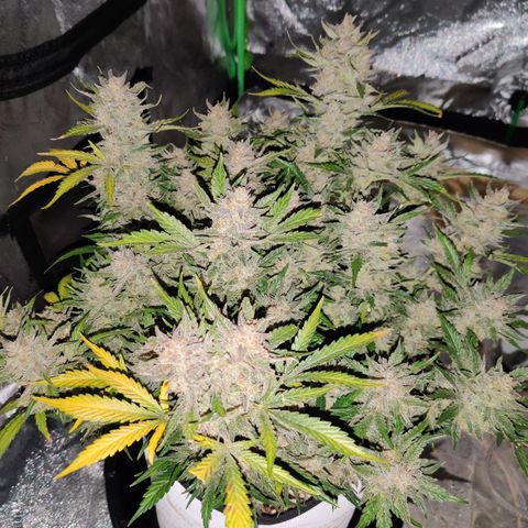 Meph Double Grape growlog timeline photo