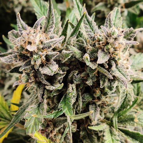 Meph Double Grape growlog timeline photo