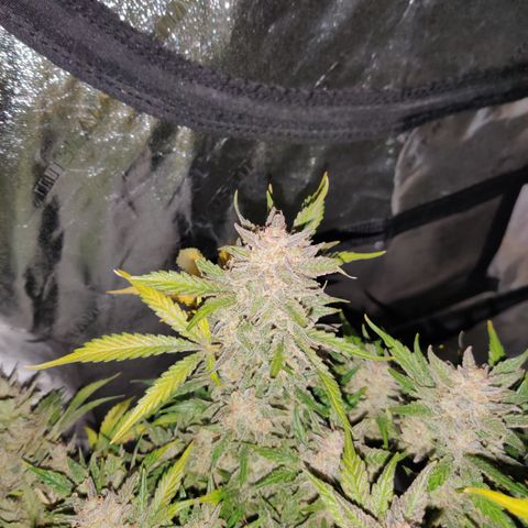 Meph Double Grape growlog timeline photo