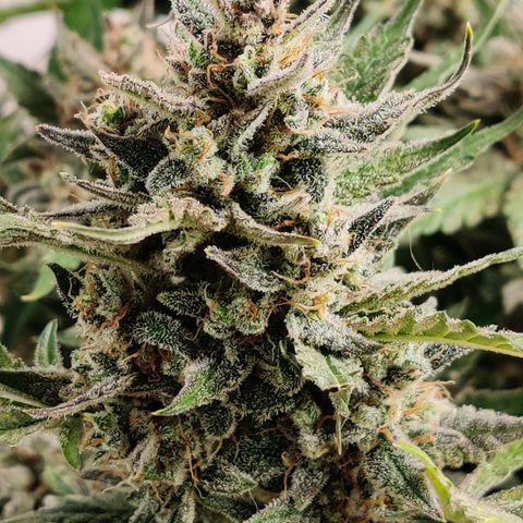 Meph Double Grape growlog timeline photo