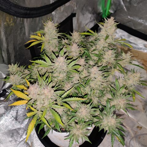 Meph Double Grape growlog timeline photo