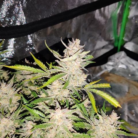 Meph Double Grape growlog timeline photo