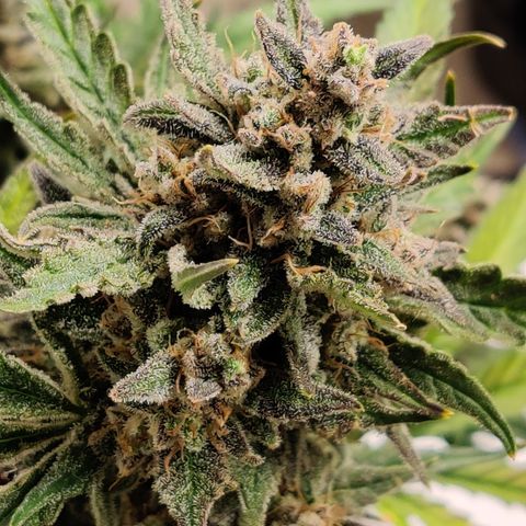 Meph Double Grape growlog timeline photo