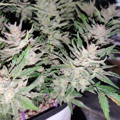 Meph Double Grape growlog timeline photo