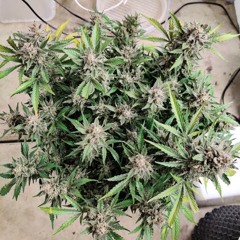 Meph Double Grape growlog timeline photo