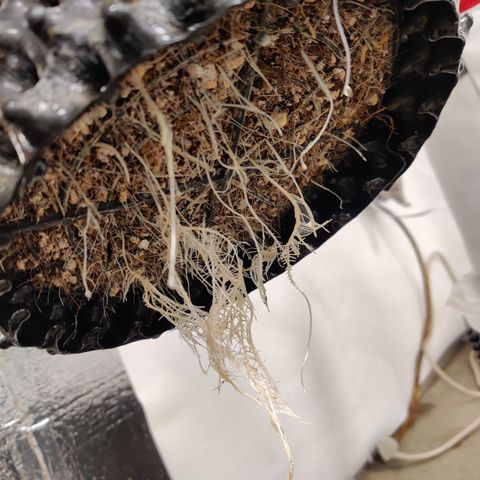 Meph DGxSS growlog timeline photo