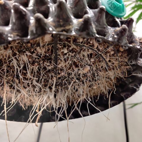 Meph CDxCDLC growlog timeline photo