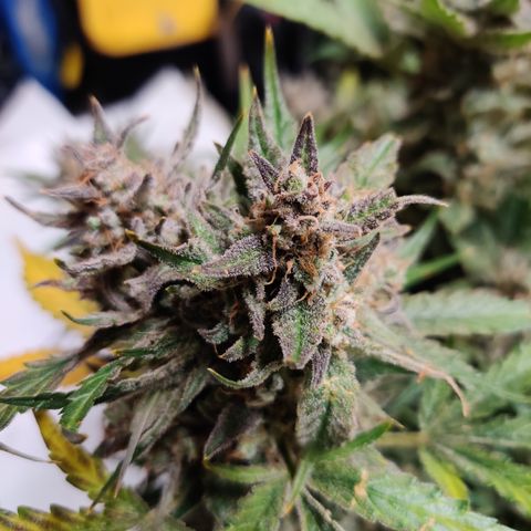 Meph Double Grape growlog timeline photo