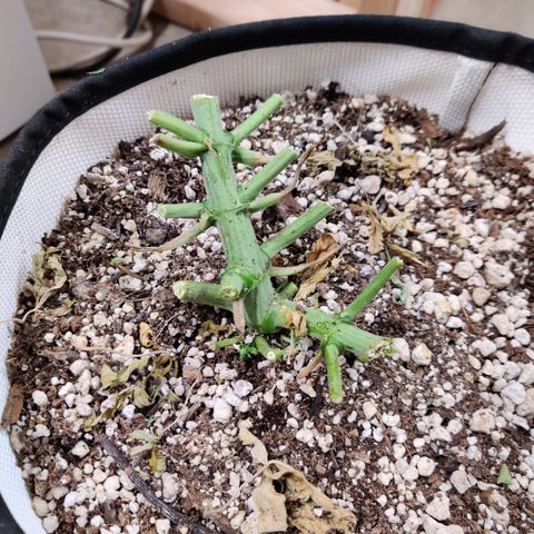 Meph Double Grape growlog timeline photo