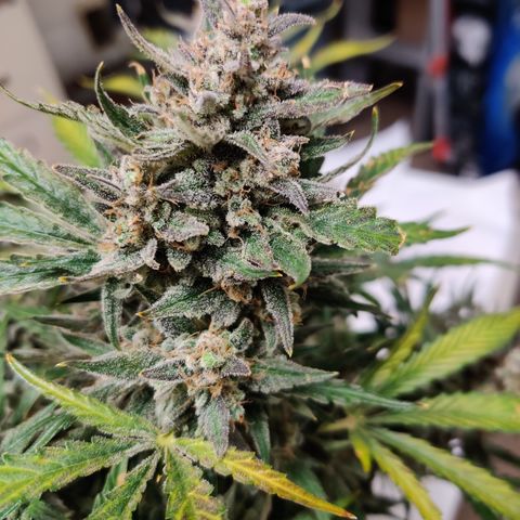 Meph Double Grape growlog timeline photo